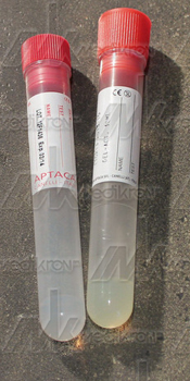 Provette in pp etichettate da 10 ml. con gel separatore, conf. 1000 pz. 