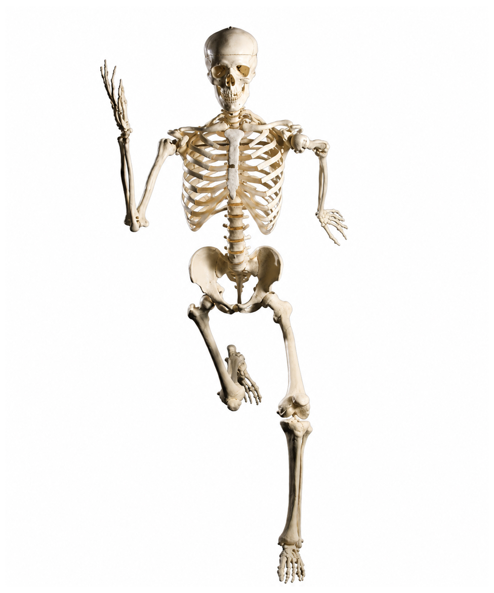 Anatomia_scheletro umano standard 