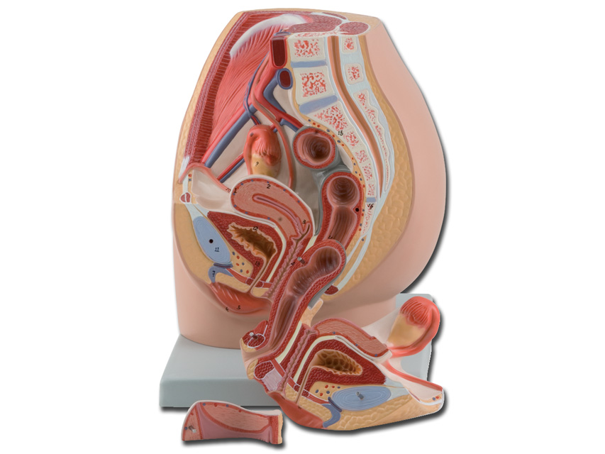 Anatomia_modello apparato genit femm in 3 parti 