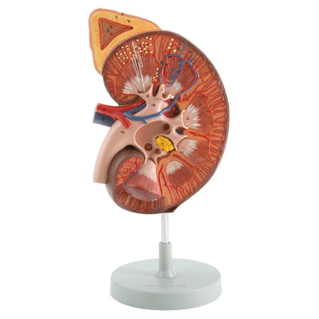 Anatomia_modello rene con ghiandola adenal e corpuscolo renale 