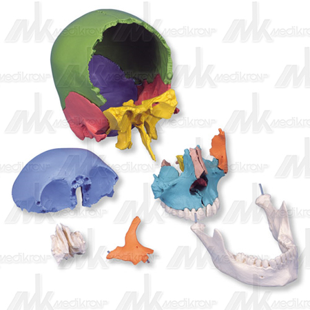 Anatomia_cranio in 22 parti colorato  