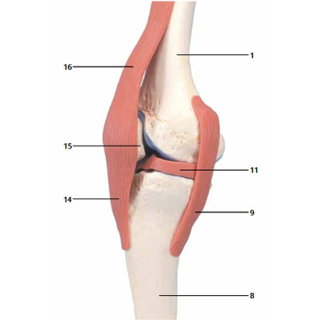 Anatomia_articolazione ginocchio dx  