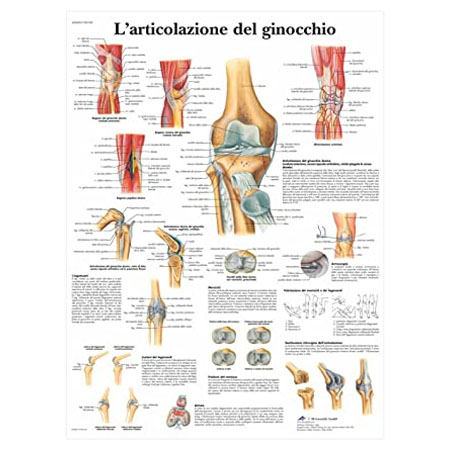 Tavola anatomica articolazione ginocchio 50x67 