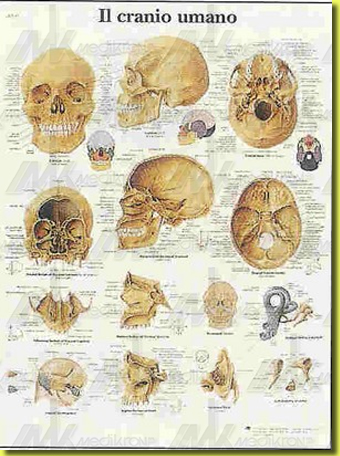 Tavola anatomica il cranio umano 