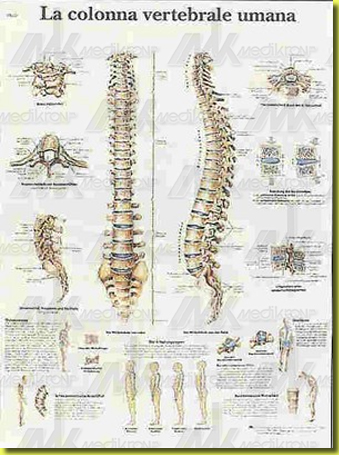 Tavola anatomica la colonna vertebr. umana anatomia e patologia 50x47 