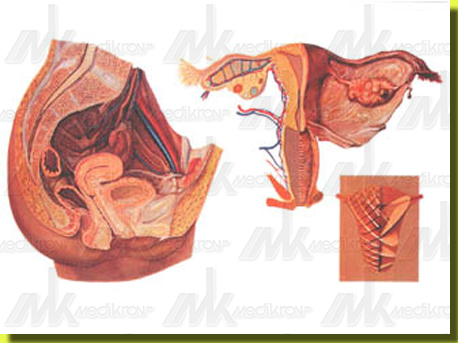 Tavola anatomica organi genitali femminili 84x118cm. 