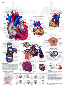 Tavola anatomica il cuore umano 