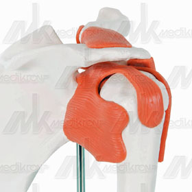 Anatomia_articolazione spalla  