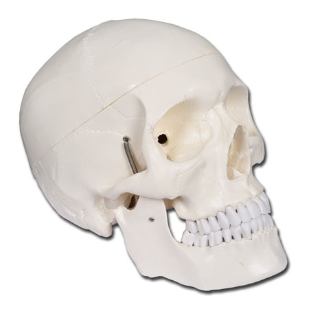 Anatomia_cranio linea "value" - 1x in pvc col. naturale 